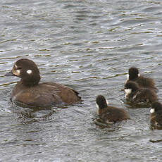 Harlequin Duck