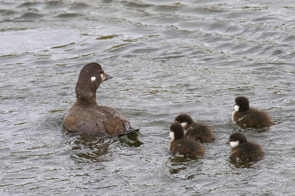 Harlequin Duck female, identification