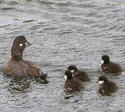 Harlequin Duck