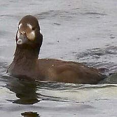 Harlequin Duck