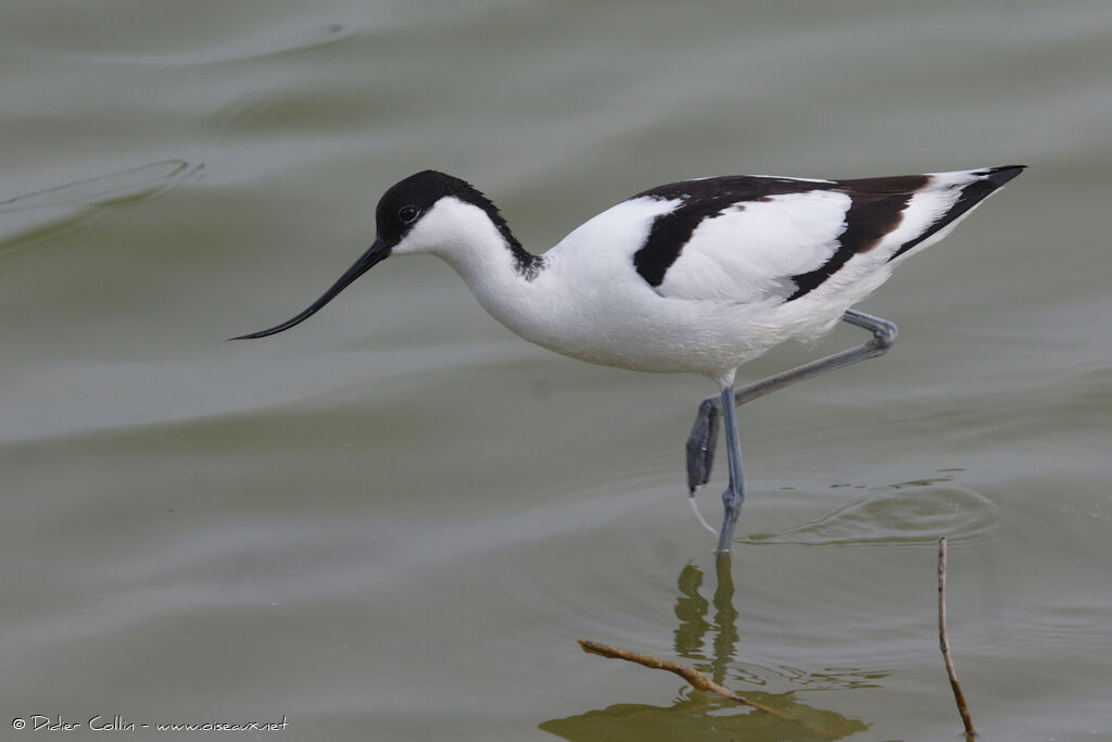 Pied Avocetadult, identification