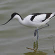 Avocette élégante