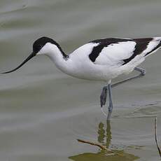 Avocette élégante