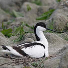 Avocette élégante
