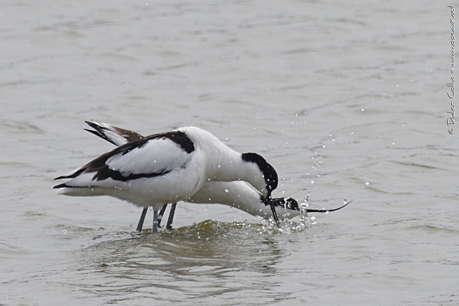 Avocette éléganteadulte, parade