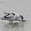 Avocette élégante