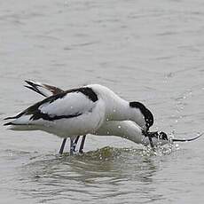 Avocette élégante