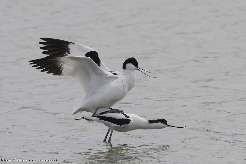 Avocette éléganteadulte nuptial, accouplement.