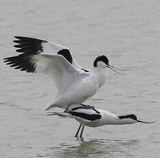 Avocette élégante