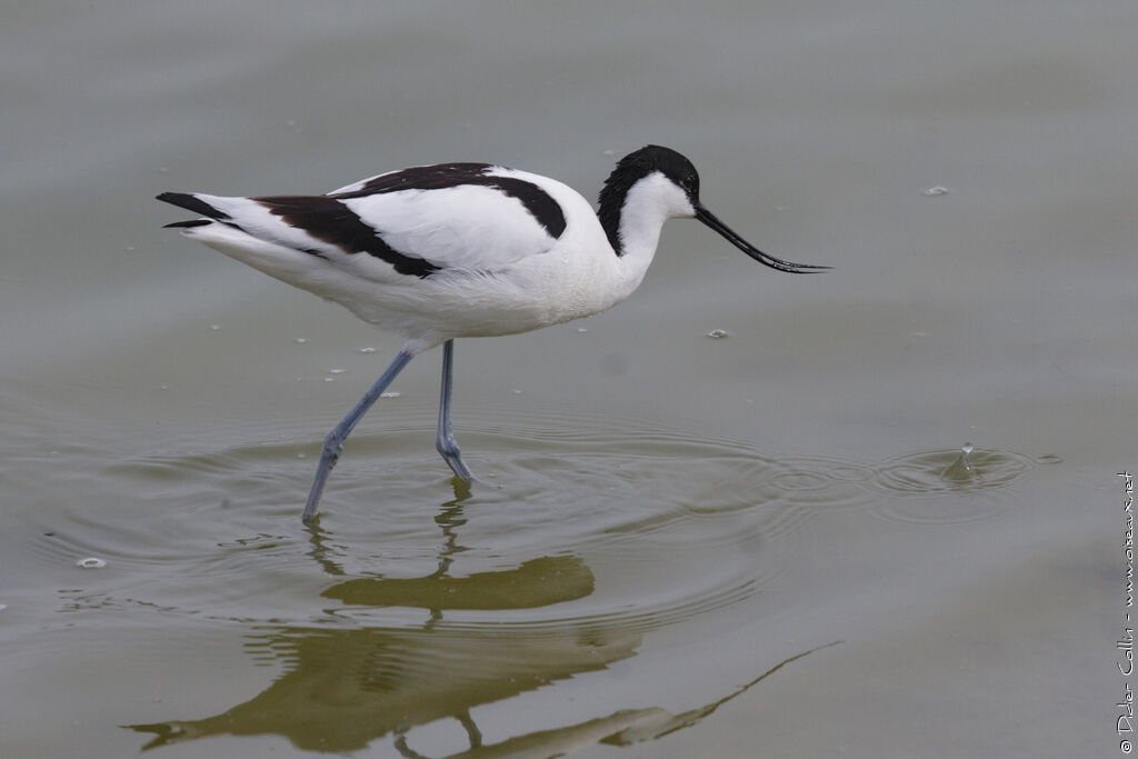 Pied Avocetadult, identification, fishing/hunting