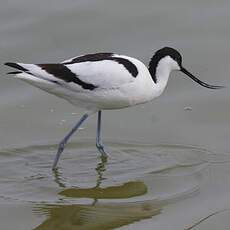 Avocette élégante