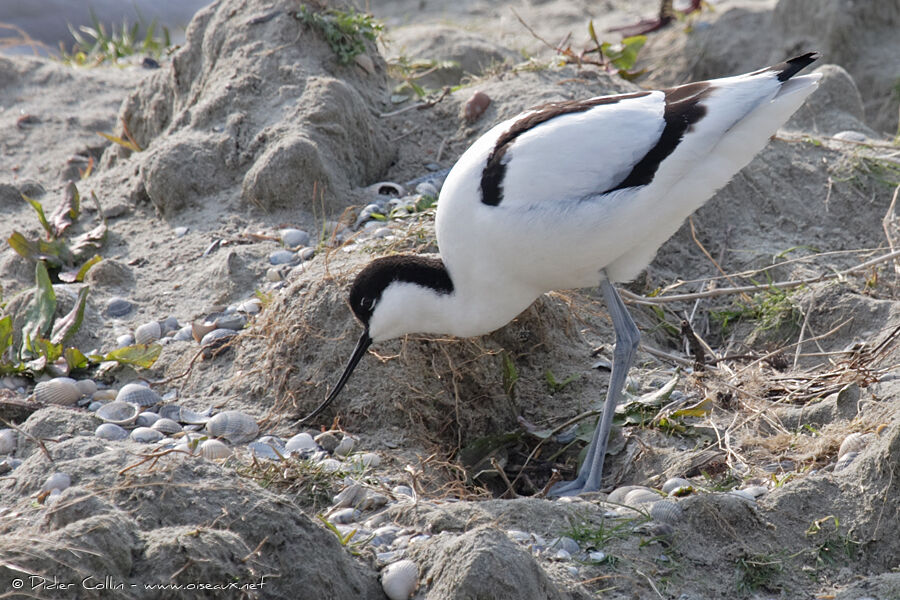 Pied Avocet, Reproduction-nesting