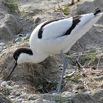 Avocette élégante