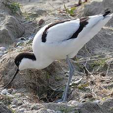 Avocette élégante