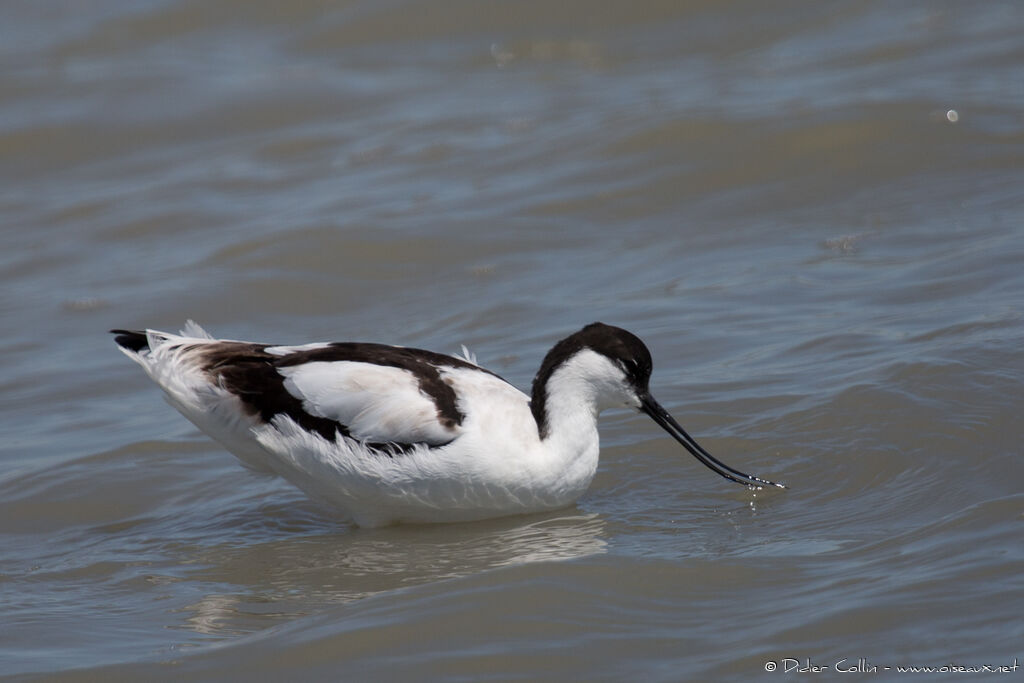 Pied Avocetadult, eats