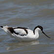 Avocette élégante