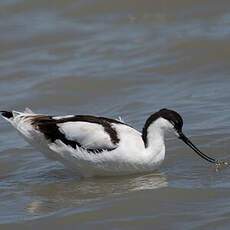 Avocette élégante