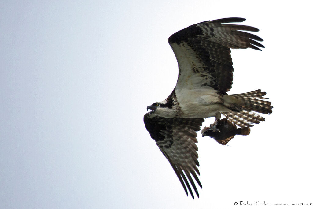 Western Ospreyadult, identification, Flight, feeding habits