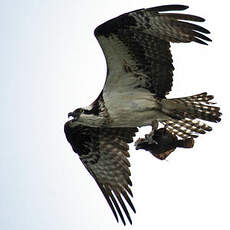 Western Osprey