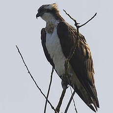 Western Osprey