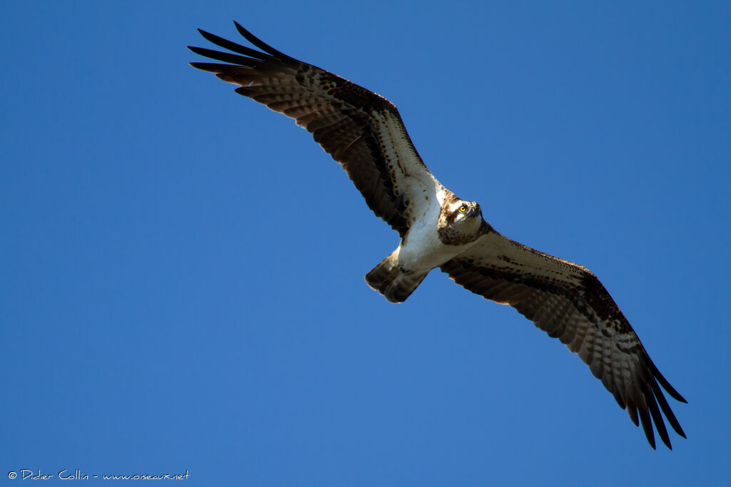 Ospreyadult, Flight