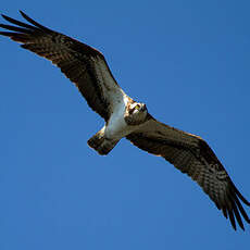 Western Osprey