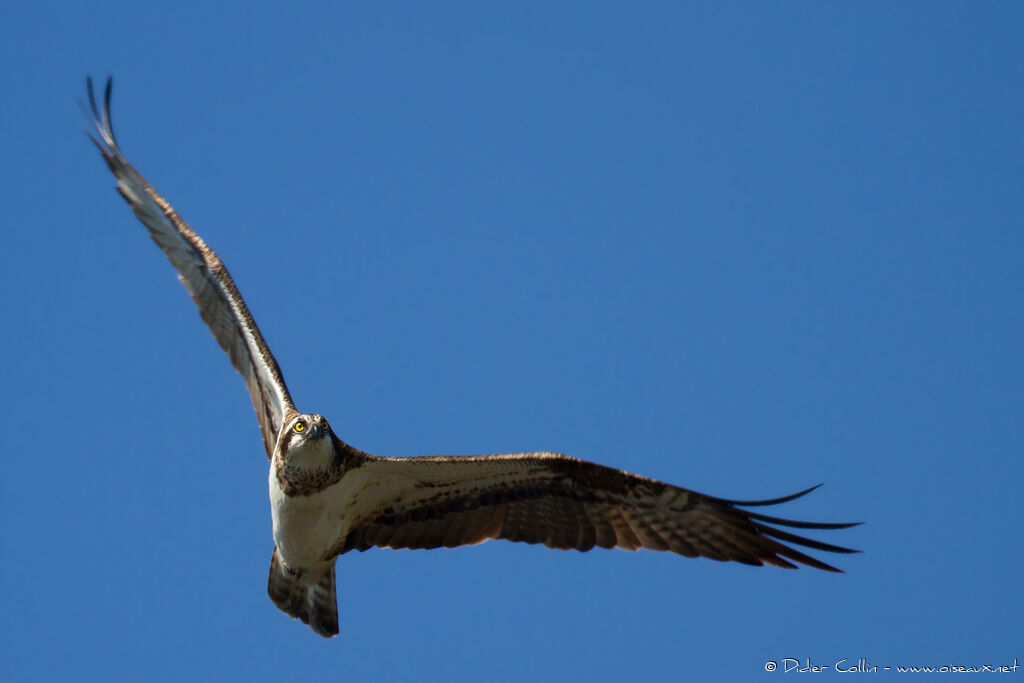 Ospreyadult, Flight