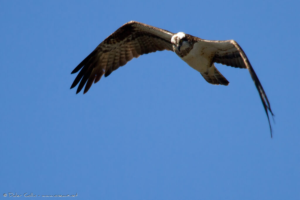 Ospreyadult, Flight