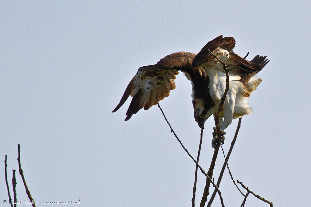 Ospreyadult, Behaviour