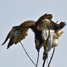 Western Osprey