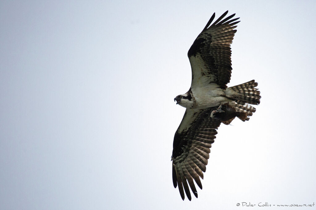 Ospreyadult, identification, Flight, feeding habits