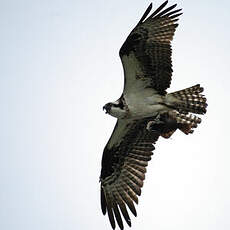 Western Osprey