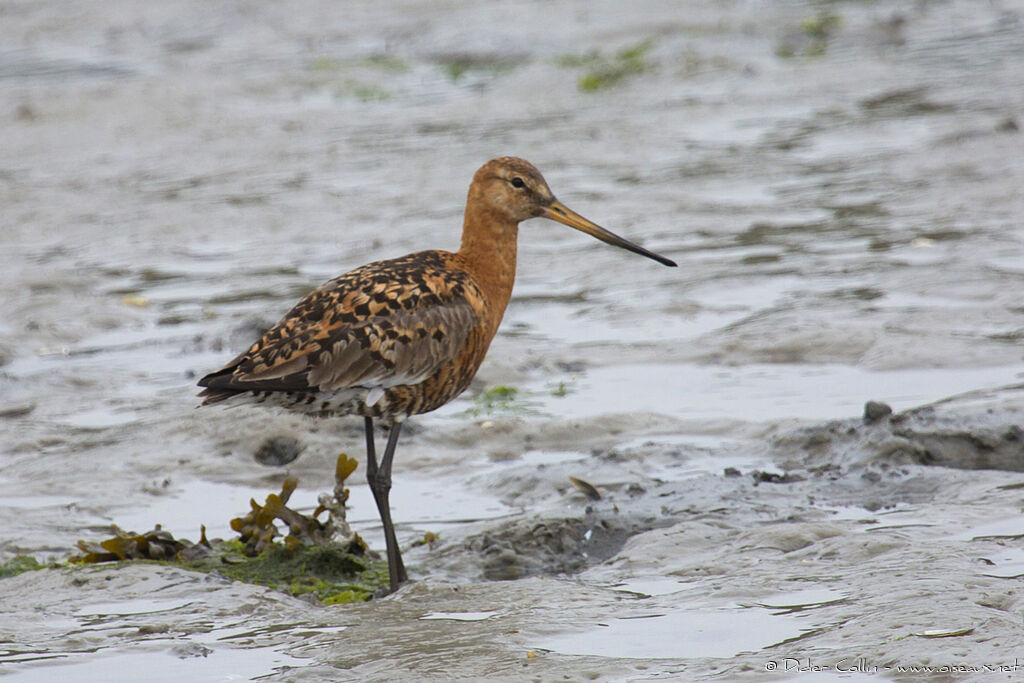 Black-tailed Godwitadult breeding, identification