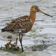 Black-tailed Godwit