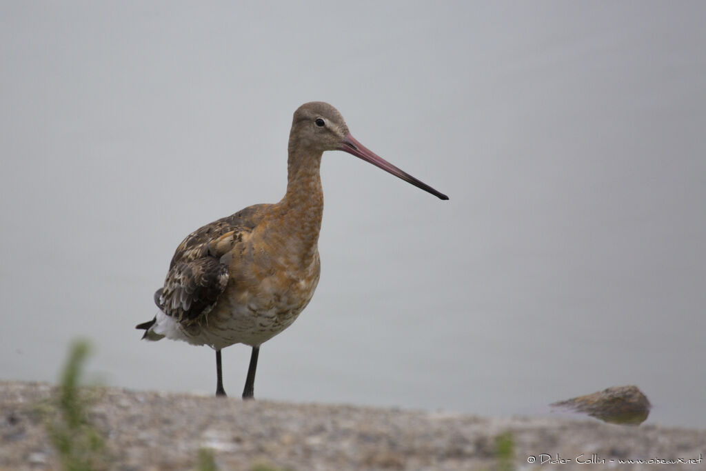 Black-tailed Godwitadult breeding