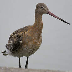 Black-tailed Godwit