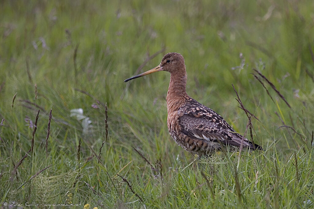 Black-tailed Godwitadult, identification