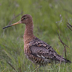 Black-tailed Godwit