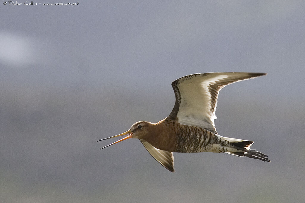 Black-tailed Godwitadult breeding, Flight, song