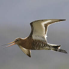 Black-tailed Godwit