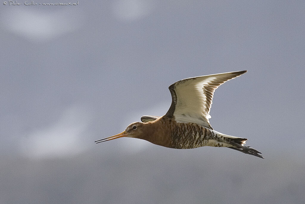 Black-tailed Godwitadult breeding, Flight