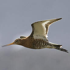 Black-tailed Godwit