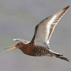 Black-tailed Godwit