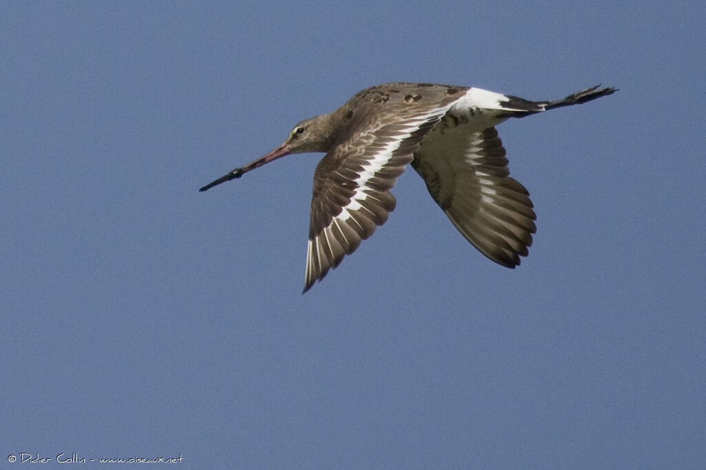 Black-tailed Godwit, Flight