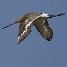 Black-tailed Godwit