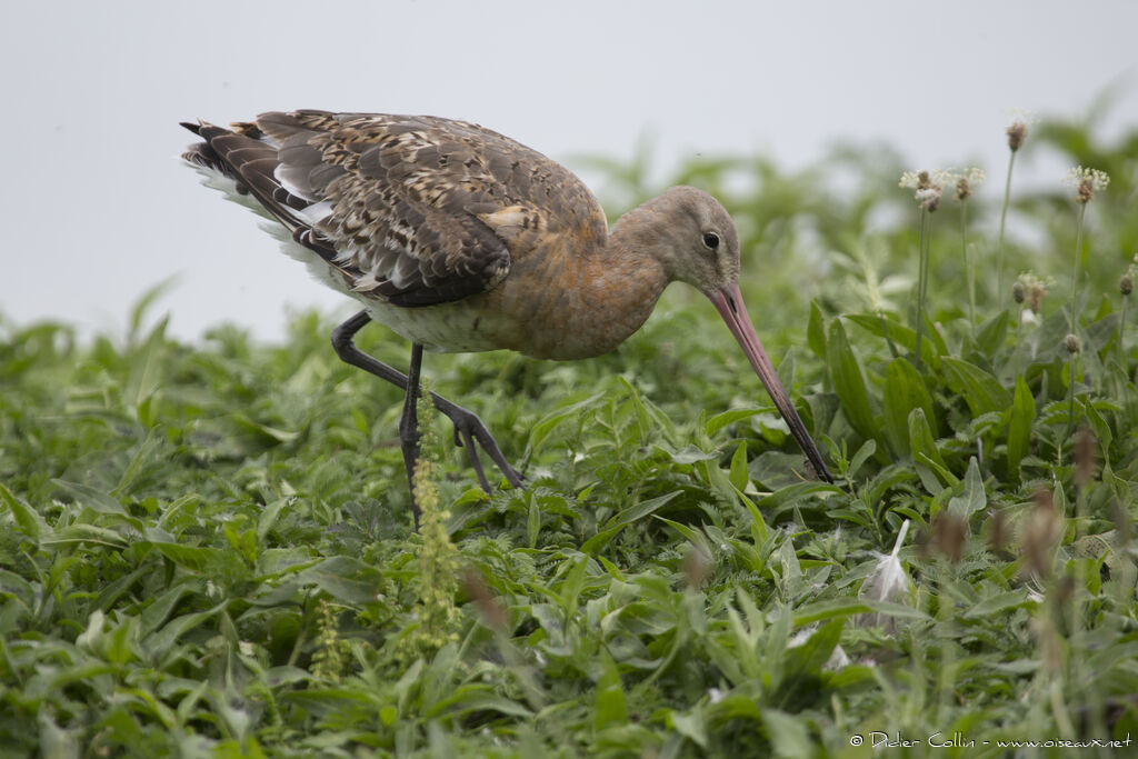 Black-tailed Godwitadult breeding