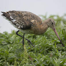 Black-tailed Godwit