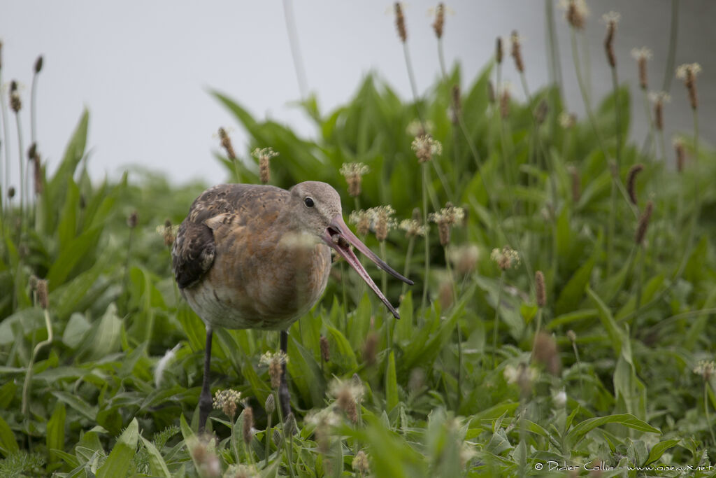 Black-tailed Godwitadult, feeding habits, eats