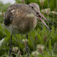 Black-tailed Godwit