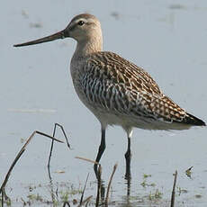 Bar-tailed Godwit